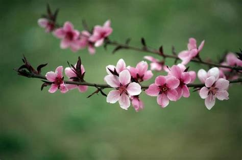 牆外桃花|你八字裡有無「桃花」，是「牆內桃花」還是「牆外桃花」？